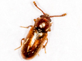 Cryptophagus uncinatus